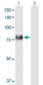 Anti-F2 antibody produced in mouse purified immunoglobulin, buffered aqueous solution