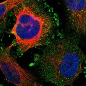 Anti-KCNS3 antibody produced in rabbit Prestige Antibodies&#174; Powered by Atlas Antibodies, affinity isolated antibody, buffered aqueous glycerol solution