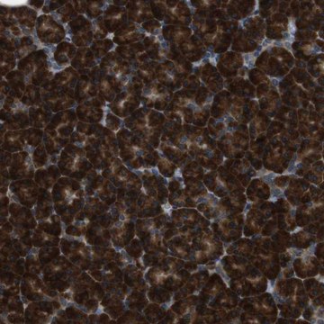 Anti-SSR3 antibody produced in rabbit Prestige Antibodies&#174; Powered by Atlas Antibodies, affinity isolated antibody, buffered aqueous glycerol solution