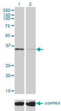 Monoclonal Anti-TSTA3 antibody produced in mouse clone 2B9, purified immunoglobulin, buffered aqueous solution