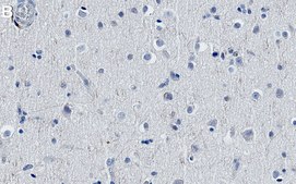 Anti-Neuropeptide Y Antibody, clone 2B5 ZooMAb&#174; Rabbit Monoclonal recombinant, expressed in HEK 293 cells