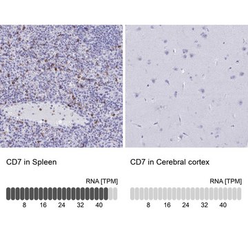 Anti-CD7 antibody produced in rabbit Prestige Antibodies&#174; Powered by Atlas Antibodies, affinity isolated antibody, buffered aqueous glycerol solution