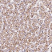 Anti-EHHADH antibody produced in rabbit Prestige Antibodies&#174; Powered by Atlas Antibodies, affinity isolated antibody, buffered aqueous glycerol solution