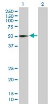 Anti-VIPR1 antibody produced in mouse purified immunoglobulin, buffered aqueous solution