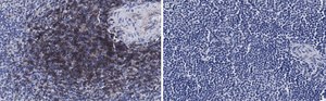 Anti-CD4 Antibody, clone 2G19 ZooMAb&#174; Rabbit Monoclonal recombinant, expressed in HEK 293 cells