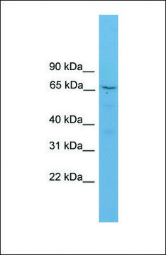 Anti-SCG2, (N-terminal) antibody produced in rabbit affinity isolated antibody