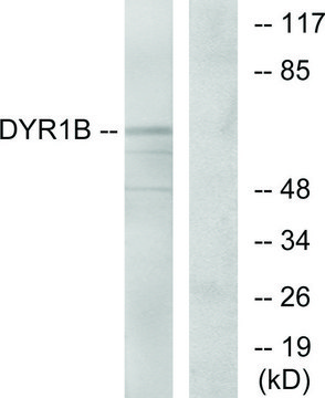 Anti-DYR1B antibody produced in rabbit affinity isolated antibody