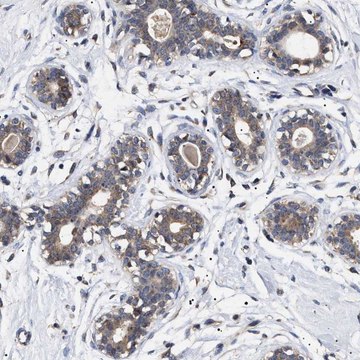 Anti-KRBA1 antibody produced in rabbit Prestige Antibodies&#174; Powered by Atlas Antibodies, affinity isolated antibody, buffered aqueous glycerol solution