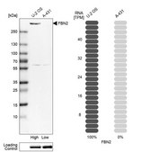 Anti-FBN2 antibody produced in rabbit Prestige Antibodies&#174; Powered by Atlas Antibodies, affinity isolated antibody, buffered aqueous glycerol solution