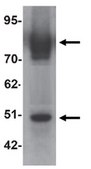 Anti-ZIP-6 Antibody from rabbit, purified by affinity chromatography