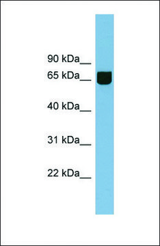 Anti-RIC8B antibody produced in rabbit affinity isolated antibody