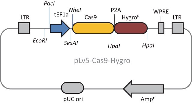 Cas9 Hygromycin Lenti Plasmid