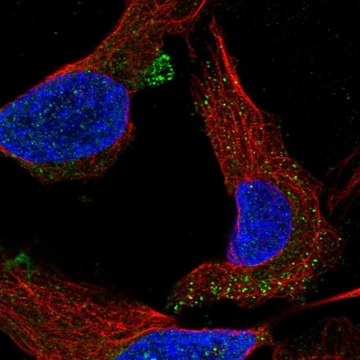 Anti-C1orf53 antibody produced in rabbit Prestige Antibodies&#174; Powered by Atlas Antibodies, affinity isolated antibody