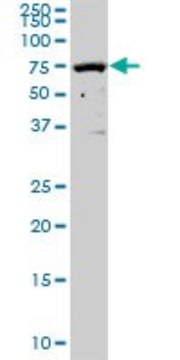 Anti-SOCS5 antibody produced in mouse purified immunoglobulin, buffered aqueous solution