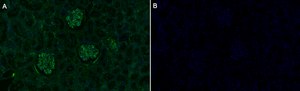 Anti-Adiponectin Antibody, clone 1D19 ZooMAb&#174; Rabbit Monoclonal recombinant, expressed in HEK 293 cells