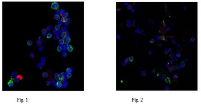 Anti-Neutrophil Elastase Antibody, clone AHN-10 clone AHN-10, from mouse