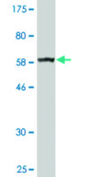 Monoclonal Anti-BDH1 antibody produced in mouse clone 4B3, ascites fluid