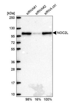 Anti-NOC2L antibody produced in rabbit Prestige Antibodies&#174; Powered by Atlas Antibodies, affinity isolated antibody, buffered aqueous glycerol solution