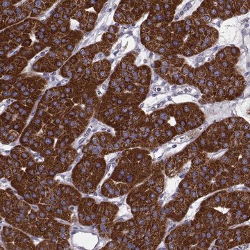 Anti-FAM8A1 antibody produced in rabbit Prestige Antibodies&#174; Powered by Atlas Antibodies, affinity isolated antibody