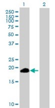 Anti-ZSCAN1 antibody produced in mouse purified immunoglobulin, buffered aqueous solution