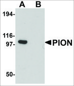 Anti-PION antibody produced in rabbit affinity isolated antibody, buffered aqueous solution