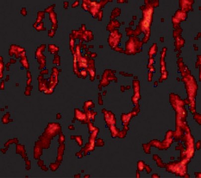 Anti-BANF1 antibody produced in rabbit affinity isolated antibody