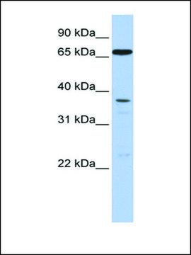 Anti-ABCB9 antibody produced in rabbit affinity isolated antibody