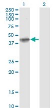Monoclonal Anti-FCER2 antibody produced in mouse clone S51, ascites fluid, solution