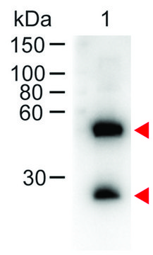 Anti-Mouse IgG (H+L)-Peroxidase antibody produced in donkey affinity isolated antibody, lyophilized powder