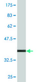 Monoclonal Anti-IL1R2 antibody produced in mouse clone 1G12, purified immunoglobulin, buffered aqueous solution