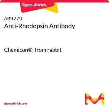 Anti-Rhodopsin Antibody Chemicon&#174;, from rabbit