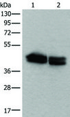 Anti-TIA1 affinity isolated antibody