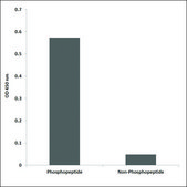Anti-phospho-EFNB1 (pTyr317) antibody produced in rabbit affinity isolated antibody