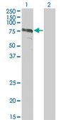 Monoclonal Anti-ZYX antibody produced in mouse clone 2C10-4A7, purified immunoglobulin, buffered aqueous solution