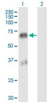 Anti-TGM4 antibody produced in mouse purified immunoglobulin, buffered aqueous solution