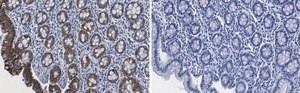 Anti-Tubulin &#947;-2 Antibody, clone 1M19 ZooMAb&#174; Rabbit Monoclonal recombinant, expressed in HEK 293 cells