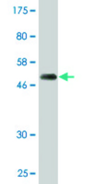 Monoclonal Anti-PSMD10 antibody produced in mouse clone 3F10, purified immunoglobulin, buffered aqueous solution