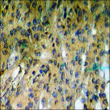 Anti-phospho-Coagulation Factor III (pSer290) antibody produced in rabbit affinity isolated antibody