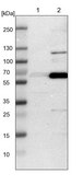 Anti-GDF5 antibody produced in rabbit Prestige Antibodies&#174; Powered by Atlas Antibodies, affinity isolated antibody, buffered aqueous glycerol solution