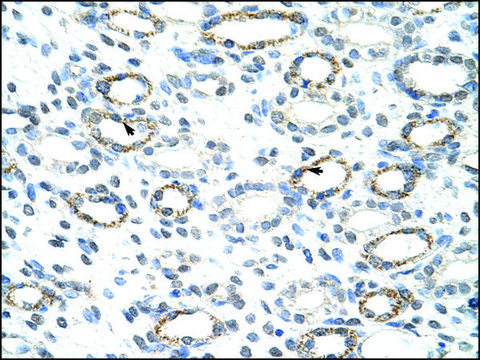 Anti-FOXQ1 (AB2) antibody produced in rabbit IgG fraction of antiserum