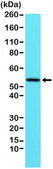 Anti-Desmin antibody, Rabbit monoclonal recombinant, expressed in HEK 293 cells, clone RM234, purified immunoglobulin