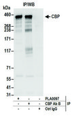 Rabbit anti-CBP Antibody, Affinity Purified Powered by Bethyl Laboratories, Inc.