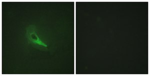 Anti-AKAP12 antibody produced in rabbit affinity isolated antibody