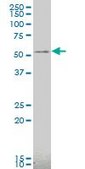 Monoclonal Anti-CAMK2A antibody produced in mouse clone 2C12, purified immunoglobulin, buffered aqueous solution