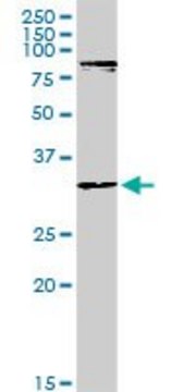 Anti-MYOD1 antibody produced in rabbit purified immunoglobulin, buffered aqueous solution