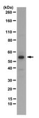 Anti-PTBP2 Antibody from rabbit, purified by affinity chromatography