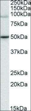 Anti-WRNIP1 (C-terminal) antibody produced in goat affinity isolated antibody, buffered aqueous solution