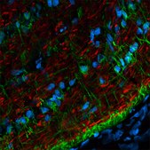 Anti-Goat IgG (H+L), highly cross-adsorbed, CF&#8482; 568 antibody produced in donkey ~2&#160;mg/mL, affinity isolated antibody