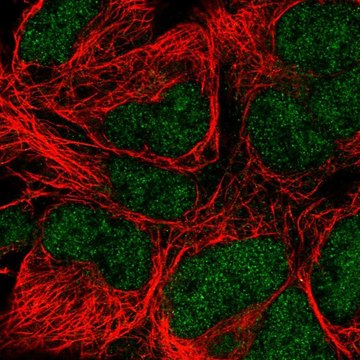 Anti-POLE antibody produced in rabbit Prestige Antibodies&#174; Powered by Atlas Antibodies, affinity isolated antibody