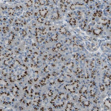 Anti-TM9SF2 antibody produced in rabbit Prestige Antibodies&#174; Powered by Atlas Antibodies, affinity isolated antibody, buffered aqueous glycerol solution